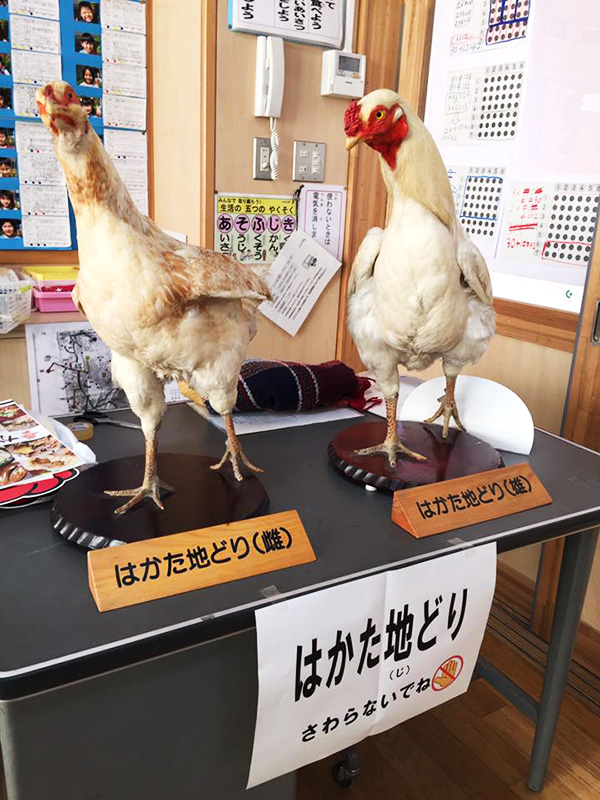 筑紫野市内の小中学校給食で「はかた地どり」のガメ煮が提供されました♪3